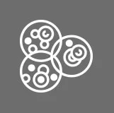 Multiple Embryos