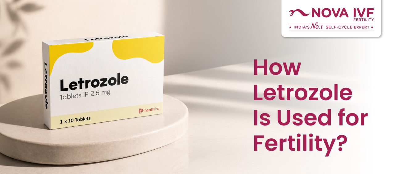  How Letrozole Works in Fertility Treatment? 