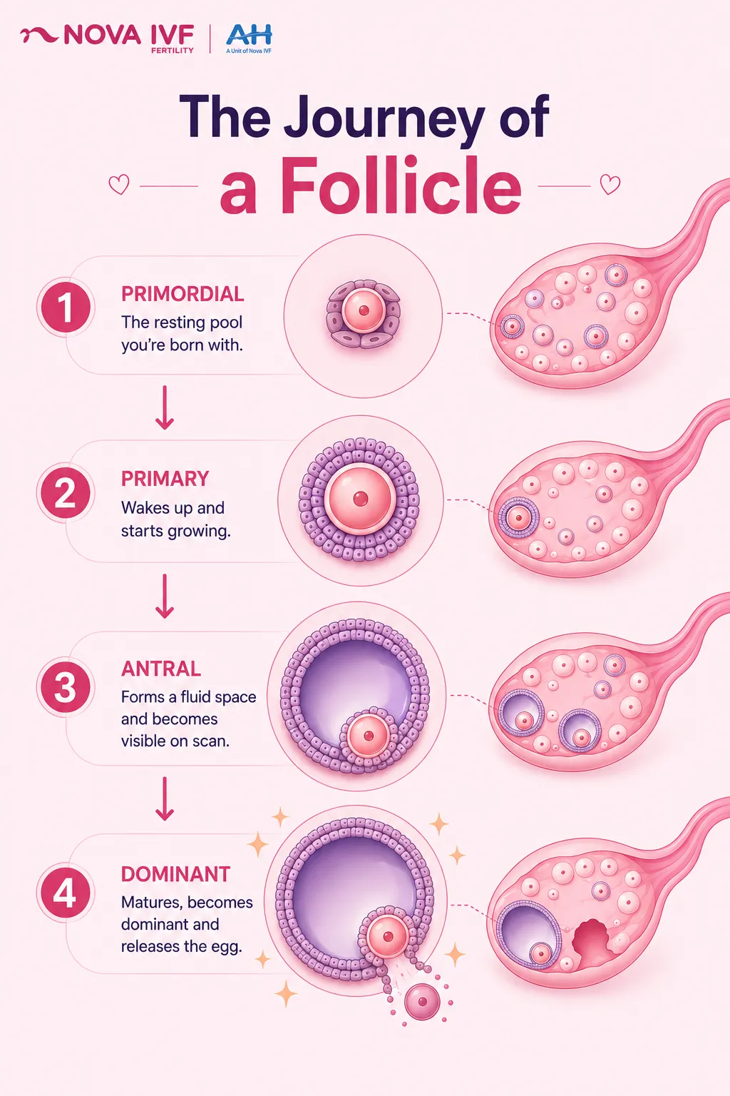 Ovarian Follicles: What They Are, How They're Counted, and What It Means for Your Fertility