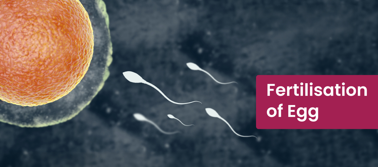  All that You Need to Know About Fertilization of Eggs