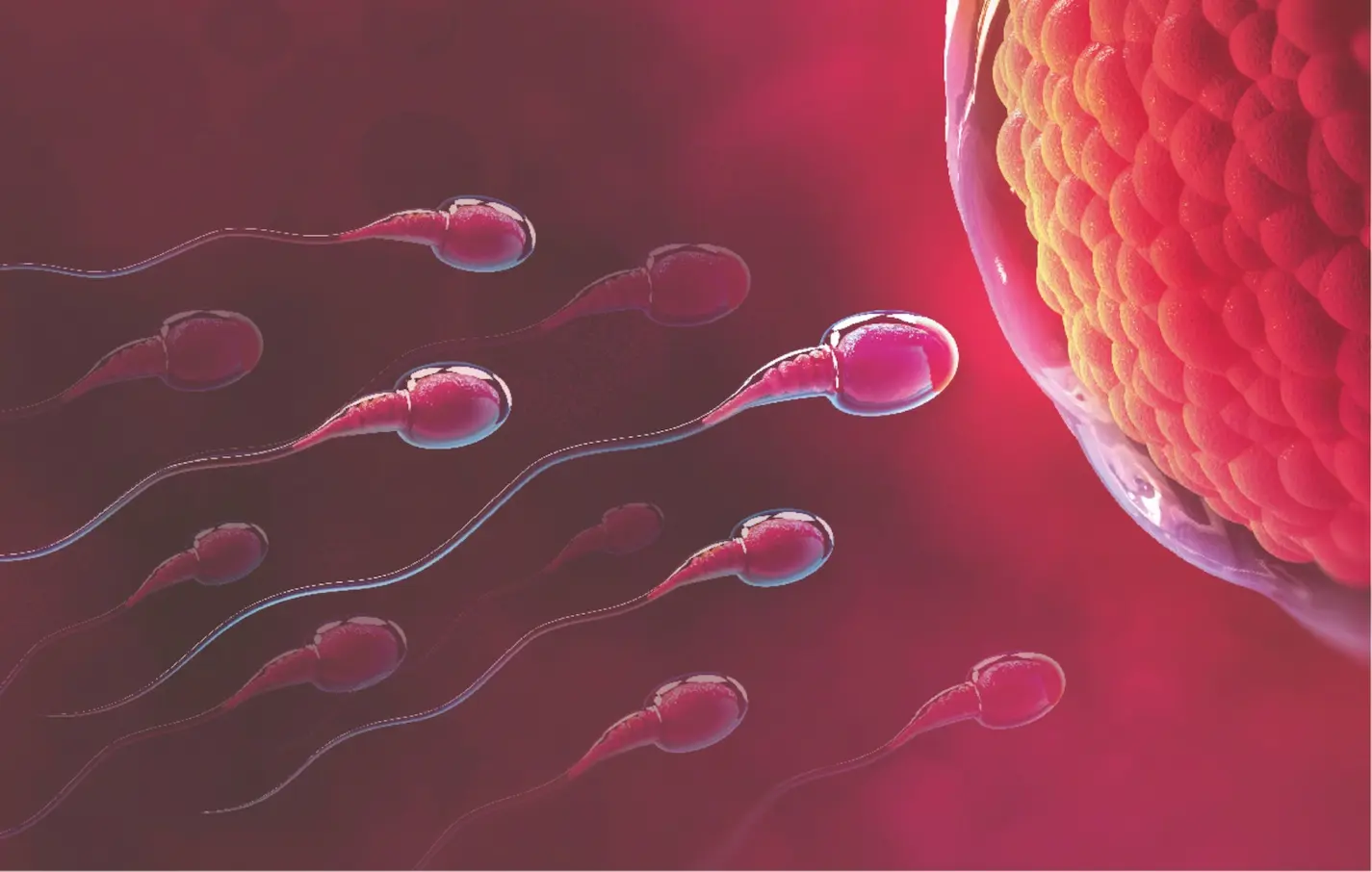 embryo