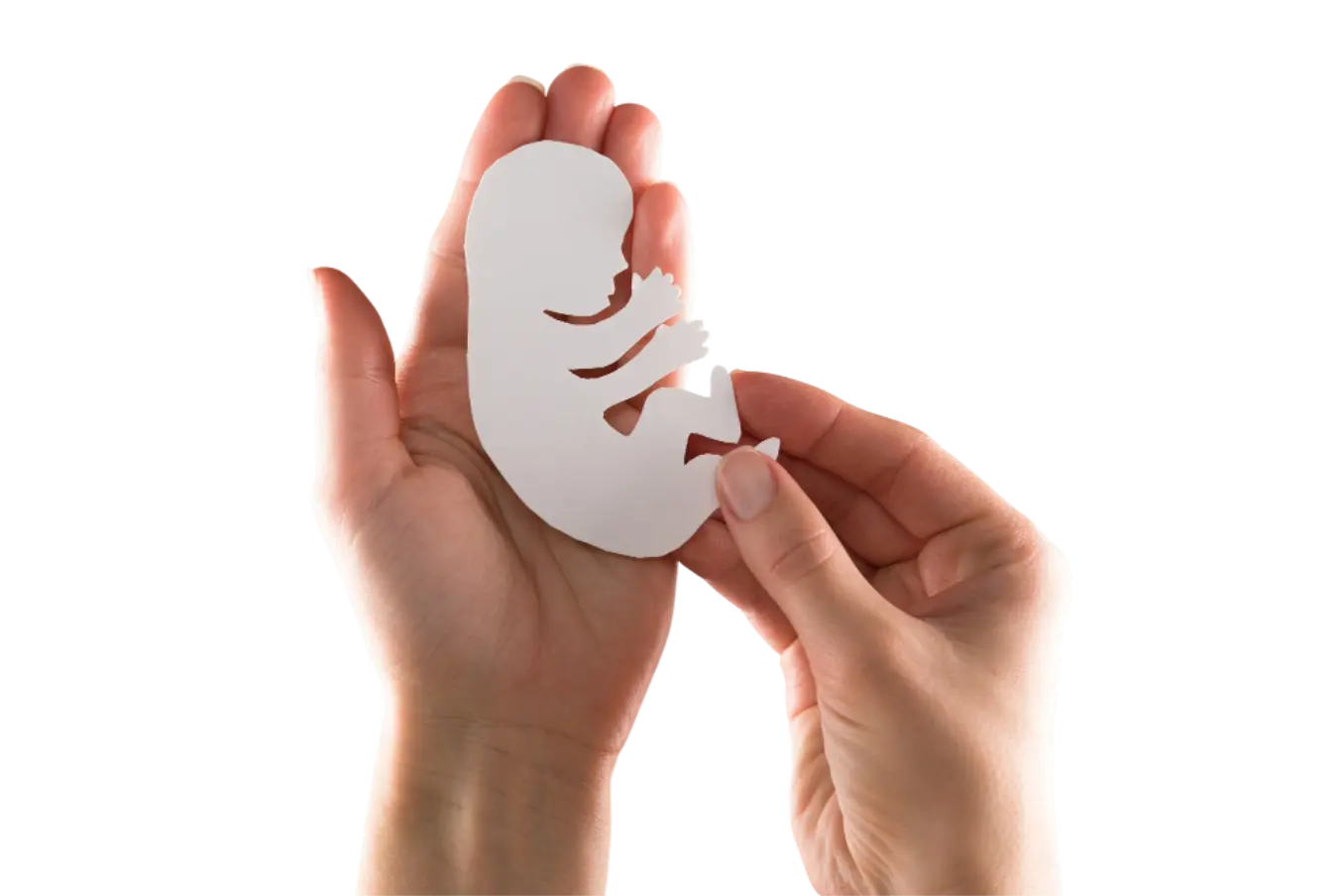 embryo-silhouette-wo